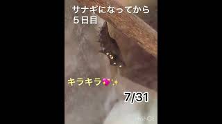 ツマグロヒョウモンチョウ飼育観察④