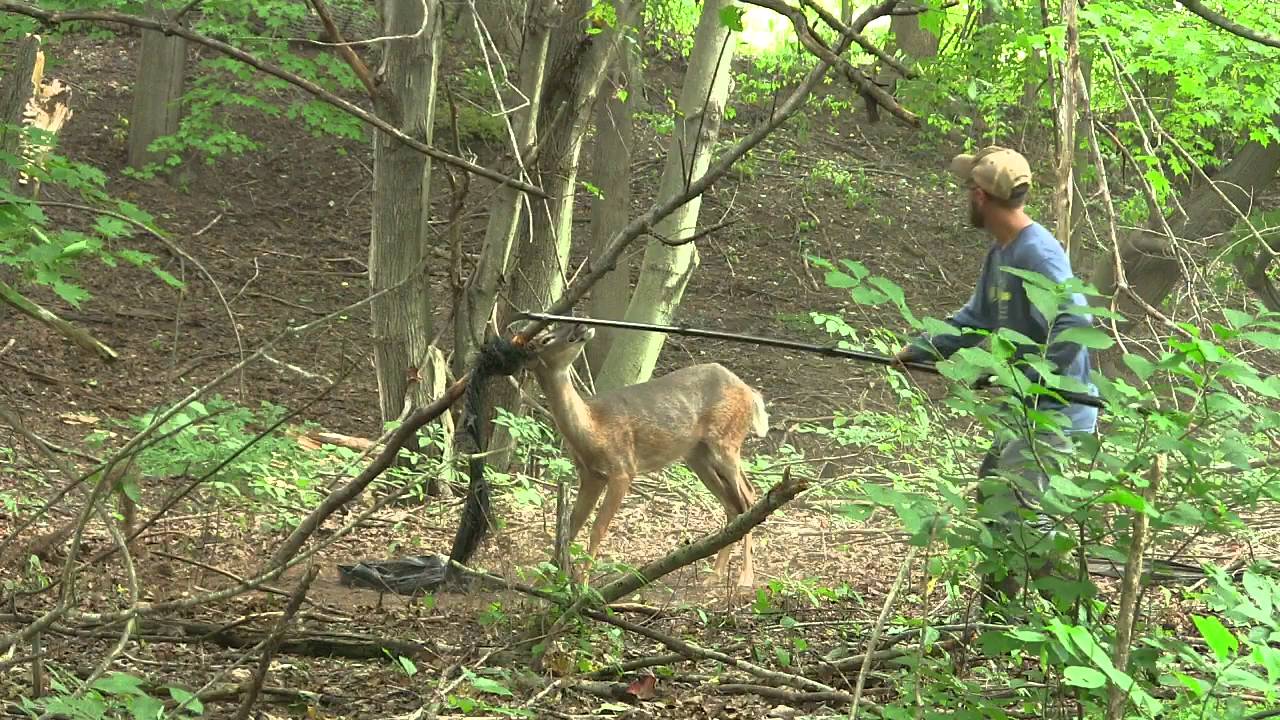 Deer Rescue Youtube