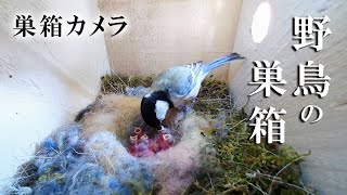 【延長撮影】 孵化2日目 🐣×10 シジュウカラの巣箱 巣箱カメラ 野鳥 2023/05/12 Bird Nest Box Live Camera