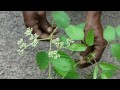 tertiary ingredients of blumea hieracifolia formulations pankaj oudhia s medicinal plant database