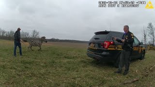 Zebra bites, injures owner's arm before it's fatally shot by sheriff's deputy