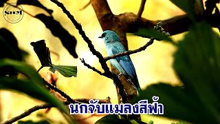 นกจับแมลงสีฟ้า