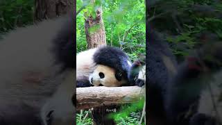 黏熊的妈宝男润洋：园润小狗！别睡了！起来嗨呀！#panda #大熊猫 #大熊猫园润#大熊猫润泽润洋