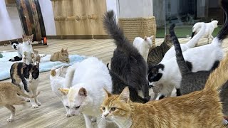 Feeding Street Cats with short livestream