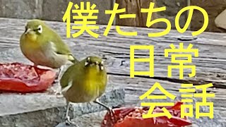 Votavera  メジロが言葉を交わしたら　メジロ物語  　#野鳥と暮らすvlog