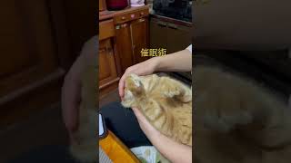 猫に催眠術をかける妹