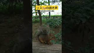 リス🐿️の鳴き声(井の頭自然文化園)。