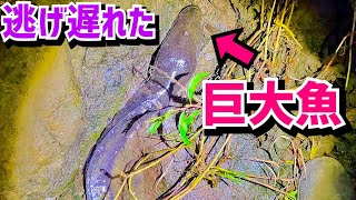 減水した川に巨大魚が転がってたので持ち帰りました。