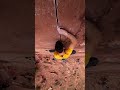 tom randall climbing finger cracks in moab