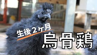 【ヒヨコ】烏骨鶏の２ヶ月後