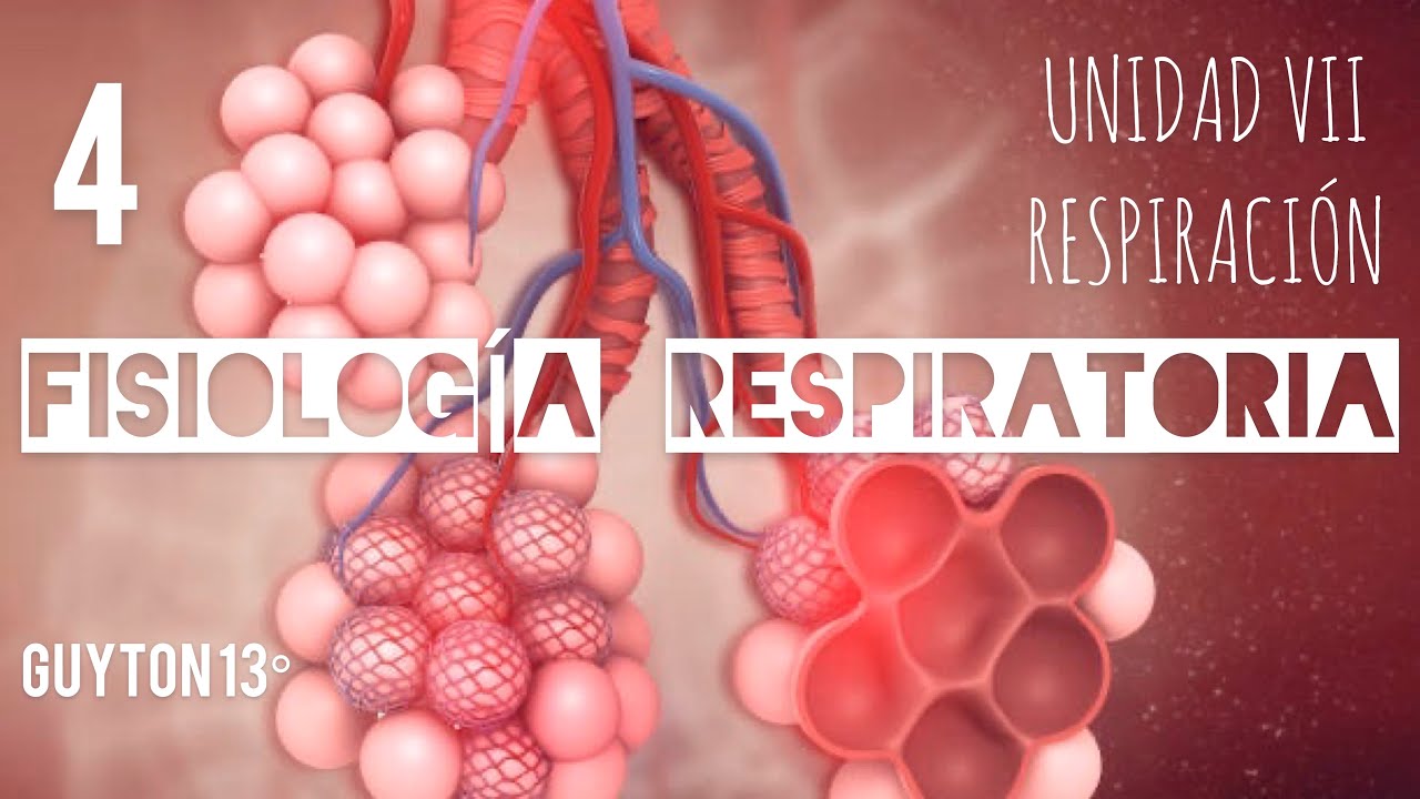 Fisiología Respiratoria - Capítulo 38: Ventilación Alveolar - YouTube