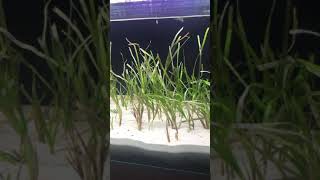 アマモ水槽 Sea Grass Aquarium tank