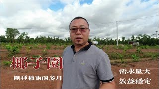 参观一下刚种植的椰子园，据说椰子经济效益不错，国内需求量大 #农业种植 #种植 #三农 #椰子 #海外种植 #热带水果