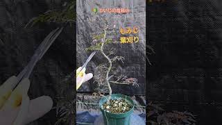 [Maple leaf cutting pruning winter preparation]　#Shorts #盆栽 #bonsai  　もみじ maple