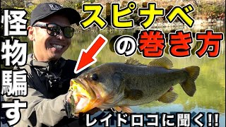 【バス釣り】和田真至さん（RAID JAPAN）のスピナーベイト/晩秋の使い方・巻き方で釣れる方法！巻物は〇〇のように使え！【スピナベ】【タックル】【レベルスピン】【ブースト】【11月ため池攻略】