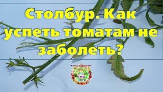 Stolbur. How to keep tomatoes from getting sick?