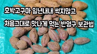 고구마 처음 맛그대로 일년내내 썩지않고 호박고구마 보관하는법Sweet potato storage method