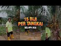 Kelapa Sungai Gulang-Gulang | Hanani Agro Farm