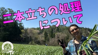 にんにく栽培【二本立ちの処理について（春腐の処理も）】（2020.5.8）～にんにくのよしだ家