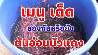 เพาะบัวแดง เก็บต้นอ่อน กิน-ขาย (ทำมาหากิน)​