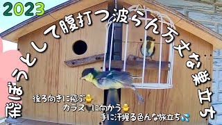 【2023】[#シジュウカラ ][#孵化 🐣から18日目]5/5 ついに#巣立ち #幼鳥 #巣箱 からの旅立ち