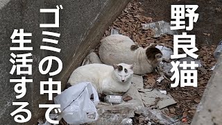 ゴミの中に野良猫の家族が...なぜここに⁉