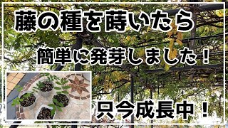 【藤の種蒔き】種から育てる藤／簡単発芽