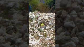 巣穴からソロソロ覗くイエローヘッドジョーフィッシュ【Yellowhead jawfish】