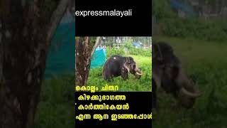 ആന വിരണ്ടു..കൊല്ലം ചിതറ കിഴക്കുഭാഗത്ത് കാര്‍ത്തികേയന്‍ എന്ന ആന ഇടഞ്ഞപ്പോള്‍, kerala elephant