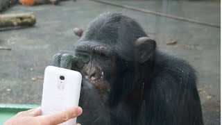 チンパンジーがスマホで撮られた自分の写真を見て…@伊豆シャボテン公園 A chimpanzee looks at his photo in a smartphone