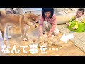 自分の抜け毛が4歳児に再利用されあたふたする柴犬