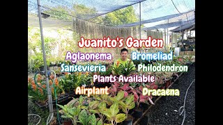 Plants Available || November 25, 2024 || Juanito's Garden ||