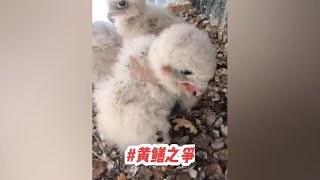 红隼幼鸟的，“黄鳝之争”！#神奇动物在抖音 #野生动物零距离