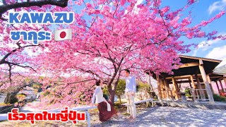 ซากุระใกล้โตเกียว เที่ยวญี่ปุ่น KAWAZU ZAKURA | kinyuud