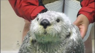 【鳥羽水族館】ラッコのお食事タイムダイジェスト_20180925【メイとロイズ】