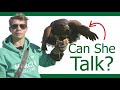 Can I talk to my Hawk? | Bird of Prey Communication