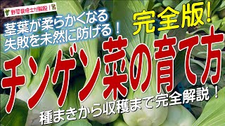 チンゲンサイの上手な育て方（種まきから収穫まで完全解説）青梗菜の栽培方法のコツとポイントが分かる！