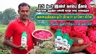 🌹2.5  to 3 இன்ச் காம்பு நீளம் 🌹சிறப்பான ஆந்திரா பன்னீர் ரோஜா மலர் அமைத்தல் Dr.Nano Green☎️8125024704