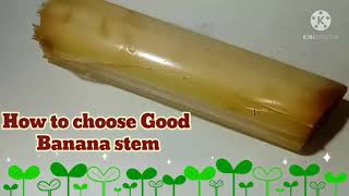 #shorts How to choose Good Banana stem/வாழைத்தண்டை எப்படி பார்த்து வாங்குவது