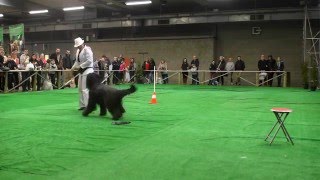 20160214 Demo Dogdance AnimalZ Antwerpen D2 8 Els en Bella