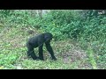 外出放飯時 小金剛ringo跑得比阿爸更快ringo can run faster than dad while they go out foraging 金剛猩猩 gorilla