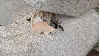 2014 8 3 クリーム色の子猫 Kitten with a disability, record of the week 【瀬戸の野良猫日記】