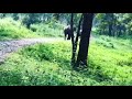 elephant attack in tholpetty