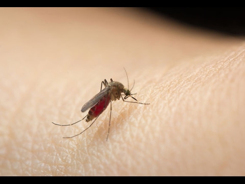 How to Protect A Baby from Mosquitoes How to Protect A Baby from Mosquitoes
