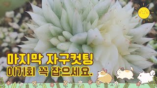 2월8일ㅡ정원다육ㅡ 오늘마지막 종자자구들 컷팅했네요.  꼭 이기회놓치지마세요.!!!  정원댁010.7370.2040