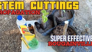 BIG STEM CUTTINGS PROPAGATION OF BOUGAINVILLEA PLANTS