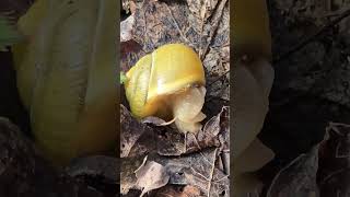 Yellow banded snail crawls out of its shell/feelers, eye feelers and eyes/you can see the whole head