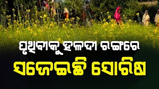 ପୃଥିବୀକୁ ହଳଦୀ ରଙ୍ଗରେ ସଜେଇ ଦେଇଛି ସୋରିଷ ଫୁଲ || BADAKHABAR ||