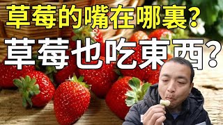 種草莓一定要知道草莓的“嘴”在哪里！草莓生長問題都是因為它！【手藝人飛羽】