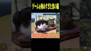 ゲームを極めすぎた男の猫の名前【荒野行動】